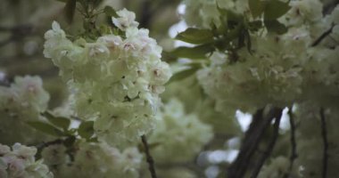 Ukon Kiraz çiçeğinin rüzgarlı bulutlu bir günde sallanışı. Yüksek kalite 4K görüntü. Nerima bölgesi Tokyo 04.06.2023