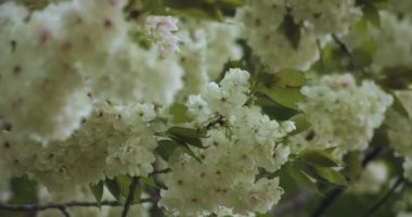Ukon Kiraz çiçeğinin rüzgarlı bulutlu bir günde sallanışı. Yüksek kalite 4K görüntü. Nerima bölgesi Tokyo 04.06.2023