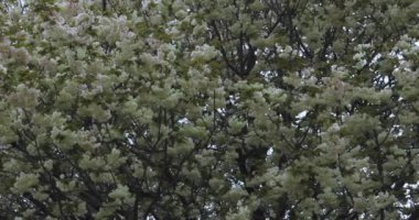 Ukon Kiraz çiçeğinin rüzgarlı bulutlu bir günde sallanışı. Yüksek kalite 4K görüntü. Nerima bölgesi Tokyo 04.06.2023
