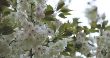 Ukon Kiraz çiçeğinin rüzgarlı bulutlu bir günde sallanışı. Yüksek kalite 4K görüntü. Nerima bölgesi Tokyo 04.06.2023