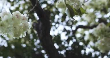 Ukon Kiraz çiçeğinin rüzgarlı bulutlu bir günde sallanışı. Yüksek kalite 4K görüntü. Nerima bölgesi Tokyo 04.06.2023