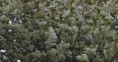 Ukon Kiraz çiçeğinin rüzgarlı bulutlu bir günde sallanışı. Yüksek kalite 4K görüntü. Nerima bölgesi Tokyo 04.06.2023