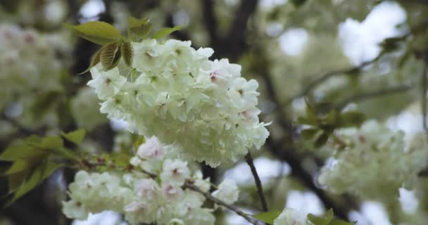 Wolny Ruch Ukon Wiśniowy Kwiat Kołyszący Wietrze Pochmurny Dzień Wysokiej — Wideo stockowe