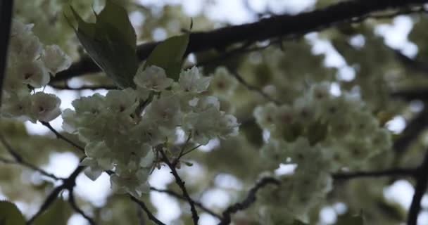 Langsom Bevægelse Ukon Cherry Blomst Svajende Vinden Overskyet Dag Høj – Stock-video