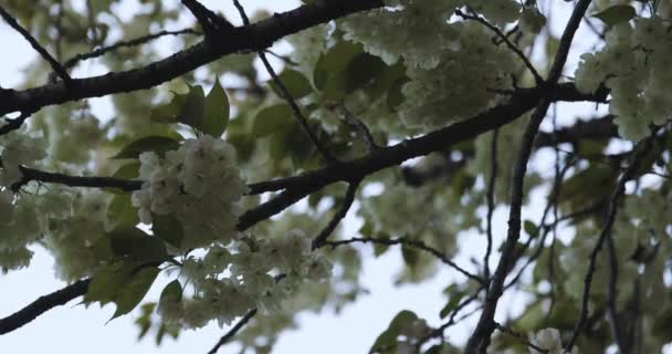 Μια Αργή Κίνηση Του Ukon Cherry Λουλούδι Ταλαντεύεται Στον Άνεμο — Αρχείο Βίντεο