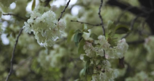 Lent Mouvement Fleur Cerisier Ukon Balançant Dans Journée Nuageuse Vent — Video