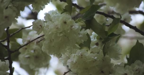 Slow Motion Ukon Cherry Flower Swaying Wind Cloudy Day High — Stock Video
