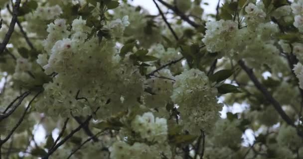 Μια Αργή Κίνηση Του Ukon Cherry Λουλούδι Ταλαντεύεται Στον Άνεμο — Αρχείο Βίντεο