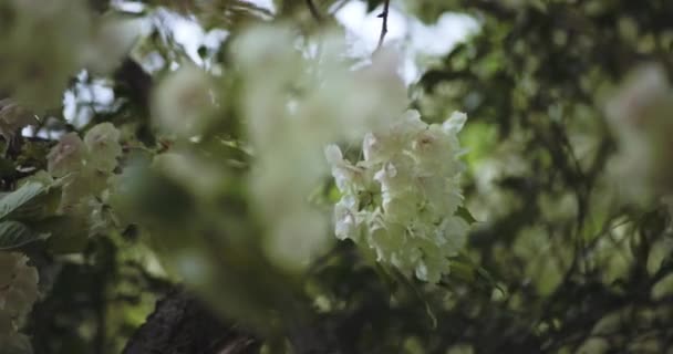 Una Cámara Lenta Flor Cerezo Ukon Balanceándose Día Nublado Del — Vídeo de stock