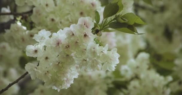 Wolny Ruch Ukon Wiśniowy Kwiat Kołyszący Wietrze Pochmurny Dzień Wysokiej — Wideo stockowe