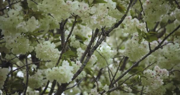 Zpomalený Pohyb Květu Třešně Ukon Kolébající Větrném Mračnu Kvalitní Záběry — Stock video