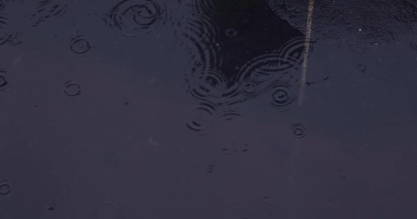 Powolny Ruch Deszczu Ulicy Miejską Deszczówkę Wysokiej Jakości Materiał Shibuya — Wideo stockowe