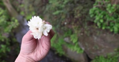 Ukon kiraz çiçekleri rüzgarlı bulutlu bir günde sallanıyor. Yüksek kalite 4K görüntü. Nerima Bölgesi Tokyo Japonya 04.05.2023. Bu kiraz çiçeğinin adı UKON.