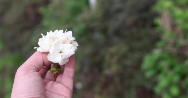 Ukon kiraz çiçekleri rüzgarlı bulutlu bir günde sallanıyor. Yüksek kalite 4K görüntü. Nerima Bölgesi Tokyo Japonya 04.05.2023. Bu kiraz çiçeğinin adı UKON.