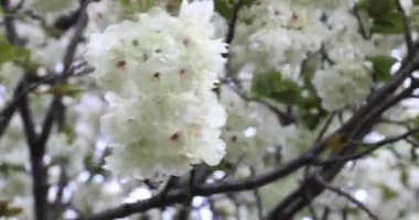 Ukon kiraz çiçekleri rüzgarlı bulutlu bir günde sallanıyor. Yüksek kalite 4K görüntü. Nerima Bölgesi Tokyo Japonya 04.05.2023. Bu kiraz çiçeğinin adı UKON.