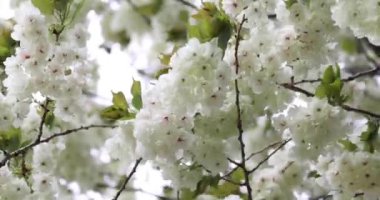 Ukon kiraz çiçekleri rüzgarlı bulutlu bir günde sallanıyor. Yüksek kalite 4K görüntü. Nerima Bölgesi Tokyo Japonya 04.05.2023. Bu kiraz çiçeğinin adı UKON.