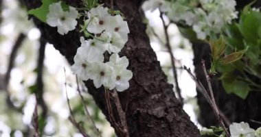 Ukon kiraz çiçekleri rüzgarlı bulutlu bir günde sallanıyor. Yüksek kalite 4K görüntü. Nerima Bölgesi Tokyo Japonya 04.05.2023. Bu kiraz çiçeğinin adı UKON.