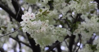 Ukon kiraz çiçekleri rüzgarlı bulutlu bir günde sallanıyor. Yüksek kalite 4K görüntü. Nerima Bölgesi Tokyo Japonya 04.05.2023. Bu kiraz çiçeğinin adı UKON.