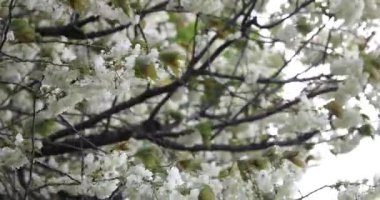 Ukon kiraz çiçekleri rüzgarlı bulutlu bir günde sallanıyor. Yüksek kalite 4K görüntü. Nerima Bölgesi Tokyo Japonya 04.05.2023. Bu kiraz çiçeğinin adı UKON.