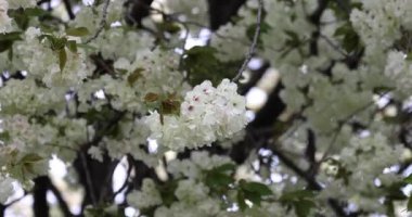 Ukon kiraz çiçekleri rüzgarlı bulutlu bir günde sallanıyor. Yüksek kalite 4K görüntü. Nerima Bölgesi Tokyo Japonya 04.05.2023. Bu kiraz çiçeğinin adı UKON.
