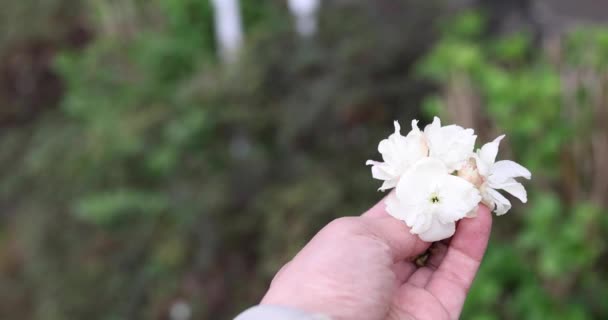 Ukon Flores Cerezo Balanceándose Día Nublado Del Viento Imágenes Alta — Vídeo de stock
