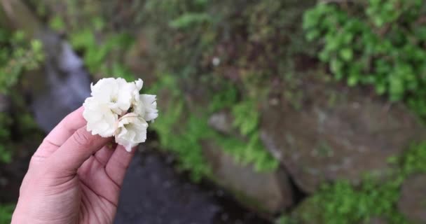 Ukon Flores Cerezo Balanceándose Día Nublado Del Viento Imágenes Alta — Vídeos de Stock