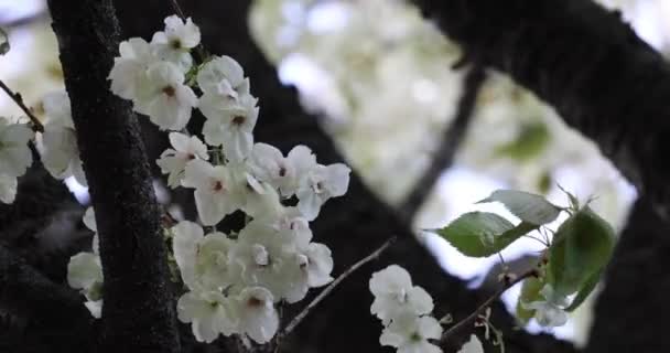 Kwiaty Wiśni Ukon Kołyszące Się Wietrze Pochmurny Dzień Wysokiej Jakości — Wideo stockowe