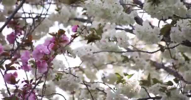 Ukon Flores Cerezo Balanceándose Día Nublado Del Viento Imágenes Alta — Vídeo de stock