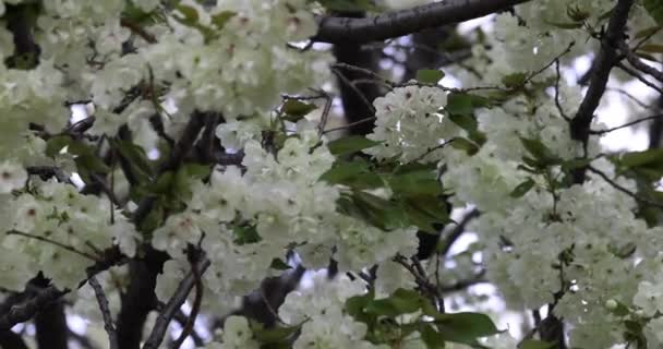 Ukon Cherry Květiny Kymácející Větru Zamračený Den Kvalitní Záběry Okres — Stock video