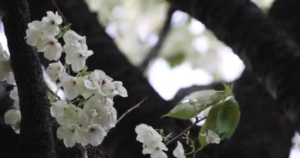 Ukon Flores Cerezo Balanceándose Día Nublado Del Viento Imágenes Alta — Vídeos de Stock