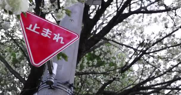 乌肯樱花在多云的风中摇曳 高质量的4K镜头 日本东京Nerima区04 2023 这种樱花叫英国花 案文中的译文 — 图库视频影像