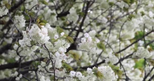乌肯樱花在多云的风中摇曳 高质量的4K镜头 日本东京Nerima区04 2023 这种樱花叫英国花 — 图库视频影像