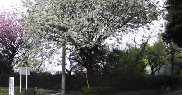 風の曇りの日に揺れるウコン桜 高品質4K映像 練馬区東京都04 2023 この桜はUkonと呼ばれる — ストック動画
