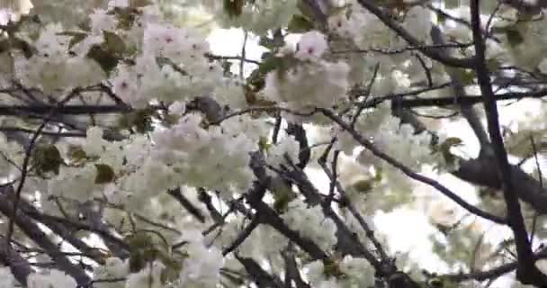 Ukon Cherry Flowers Swaying Wind Cloudy Day High Quality Footage — Stock Video