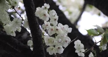 Ukon kiraz çiçekleri rüzgarlı bulutlu bir günde sallanıyor. Yüksek kalite 4K görüntü. Nerima Bölgesi Tokyo Japonya 04.05.2023. Bu kiraz çiçeğinin adı UKON.