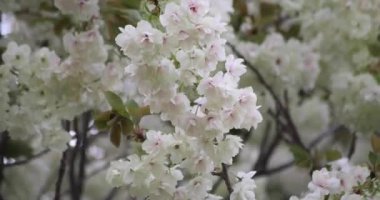 Ukon kiraz çiçekleri rüzgarlı bulutlu bir günde sallanıyor. Yüksek kalite 4K görüntü. Nerima Bölgesi Tokyo Japonya 04.05.2023. Bu kiraz çiçeğinin adı UKON.