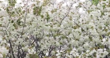Ukon kiraz çiçekleri rüzgarlı bulutlu bir günde sallanıyor. Yüksek kalite 4K görüntü. Nerima Bölgesi Tokyo Japonya 04.05.2023. Bu kiraz çiçeğinin adı UKON.