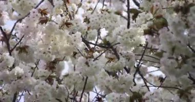 Ukon kiraz çiçekleri rüzgarlı bulutlu bir günde sallanıyor. Yüksek kalite 4K görüntü. Nerima Bölgesi Tokyo Japonya 04.05.2023. Bu kiraz çiçeğinin adı UKON.