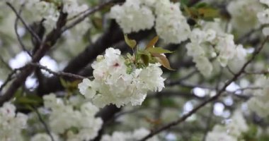Ukon kiraz çiçekleri rüzgarlı bulutlu bir günde sallanıyor. Yüksek kalite 4K görüntü. Nerima Bölgesi Tokyo Japonya 04.05.2023. Bu kiraz çiçeğinin adı UKON.