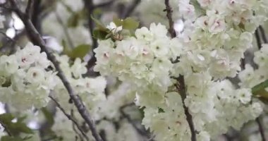 Ukon kiraz çiçekleri rüzgarlı bulutlu bir günde sallanıyor. Yüksek kalite 4K görüntü. Nerima Bölgesi Tokyo Japonya 04.05.2023. Bu kiraz çiçeğinin adı UKON.