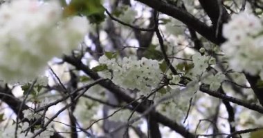 Ukon kiraz çiçekleri rüzgarlı bulutlu bir günde sallanıyor. Yüksek kalite 4K görüntü. Nerima Bölgesi Tokyo Japonya 04.05.2023. Bu kiraz çiçeğinin adı UKON.