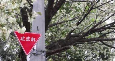 Ukon kiraz çiçekleri rüzgarlı bulutlu bir günde sallanıyor. Yüksek kalite 4K görüntü. Nerima Bölgesi Tokyo Japonya 04.05.2023. Bu kiraz çiçeğinin adı UKON. Gemideki çeviri metni stop.