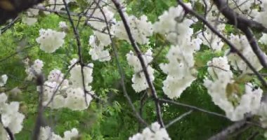 Ukon kiraz çiçekleri rüzgarlı bulutlu bir günde sallanıyor. Yüksek kalite 4K görüntü. Nerima Bölgesi Tokyo Japonya 04.05.2023. Bu kiraz çiçeğinin adı UKON.