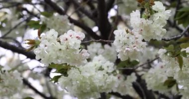 Ukon kiraz çiçekleri rüzgarlı bulutlu bir günde sallanıyor. Yüksek kalite 4K görüntü. Nerima Bölgesi Tokyo Japonya 04.05.2023. Bu kiraz çiçeğinin adı UKON.