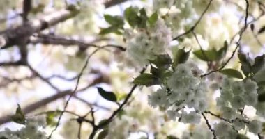 Ukon kiraz çiçekleri rüzgarlı bulutlu bir günde sallanıyor. Yüksek kalite 4K görüntü. Nerima Bölgesi Tokyo Japonya 04.05.2023. Bu kiraz çiçeğinin adı UKON.