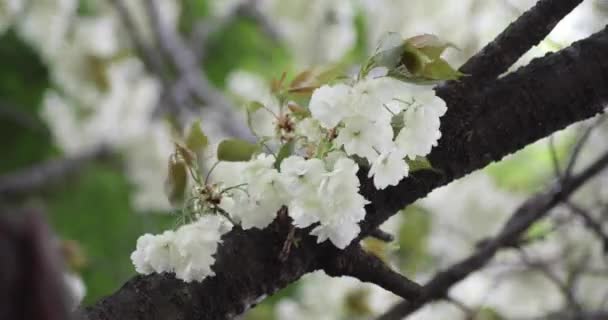 Ukon Cherry Flowers Swaying Wind Cloudy Day High Quality Footage — Stock Video