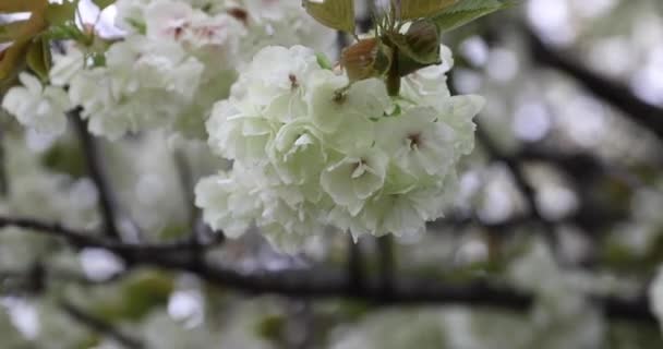안개가 날씨에 꽃들이 흔들리고 고품질 Nerima District Tokyo Japan 2023 — 비디오