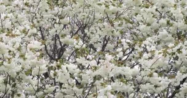 乌肯樱花在多云的风中摇曳 高质量的4K镜头 日本东京Nerima区04 2023 这种樱花叫英国花 — 图库视频影像