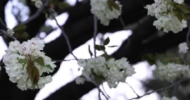 Ukon Cherry Květiny Kymácející Větru Zamračený Den Kvalitní Záběry Okres — Stock video