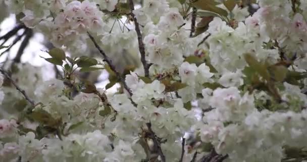 Ukon Kiraz Çiçekleri Rüzgarlı Bulutlu Bir Günde Sallanıyor Yüksek Kalite — Stok video